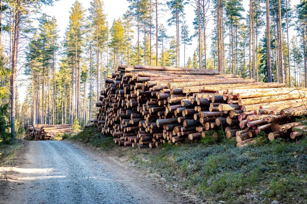 stapel hout bos