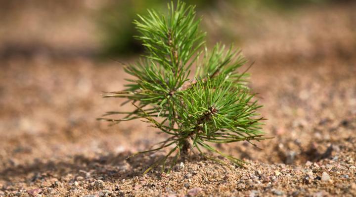 seedling